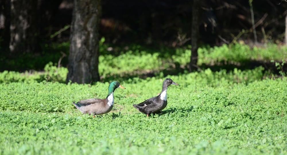 Quinta Pedagogica Da Samoqueirinha - Duna Parque Resorts & Hotels Vila Nova de Milfontes Eksteriør bilde