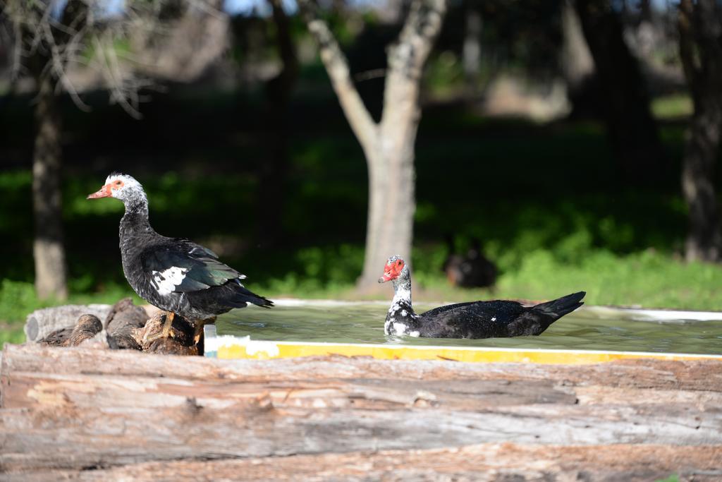 Quinta Pedagogica Da Samoqueirinha - Duna Parque Resorts & Hotels Vila Nova de Milfontes Eksteriør bilde