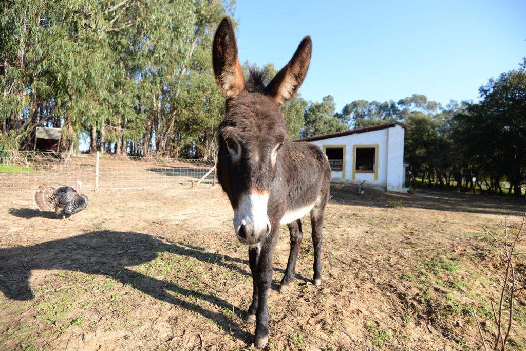 Quinta Pedagogica Da Samoqueirinha - Duna Parque Resorts & Hotels Vila Nova de Milfontes Eksteriør bilde